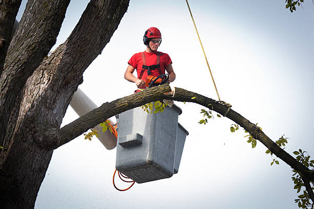 Best Tree Preservation Services  in Cleveland Heights, OH